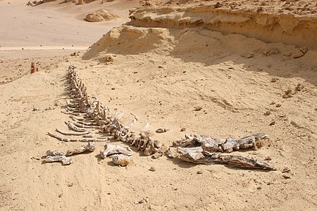 بقايا هيكل حوت رُمحيّ الأسنان أو الدوريودون