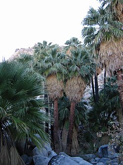 Presidentinpalmu (Washingtonia filifera)