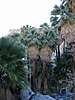 Washingtonia filifera