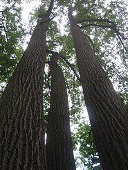Trees in Watchung Reservation