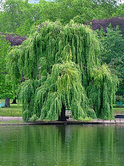 Salix × sepulcralis