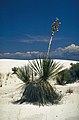 Exemplar in White Sands, New Mexico