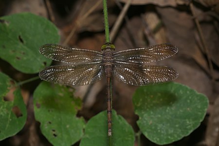 Zyxomma petiolatum (പെൺതുമ്പി)