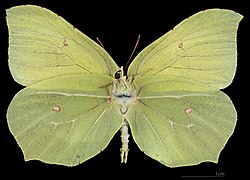 Gonepteryx rhamni ♂ △ MHNT