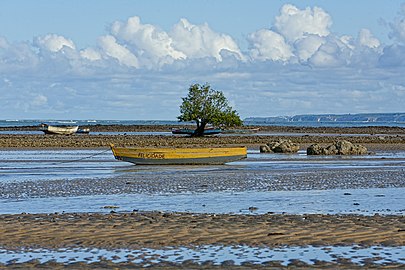 Boats and mangrove at low tide, Cumuruxatiba