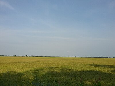 Đồng lúa ở Phú Hữu