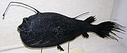 Mužjak udičarske ribe Ceratias holboelli živi kao sićušni seksualni parazit trajno pričvršćen ispod tijela ženke.