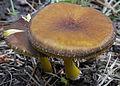 Pluteus romellii