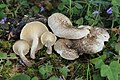 Lentinus tigrinus