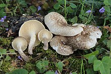 2016-04-07 Lentinus tigrinus (Bull.) Fr 611877.jpg