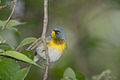 Meisen-Waldsänger (Parula americana)