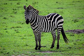A lone zebra standing on the green grass