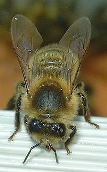 La reine des abeilles dans ABEILLES 220px-Abeille-bee-face