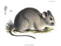 Bennett's chinchilla rat