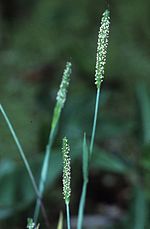 Miniatura para Alopecurus carolinianus