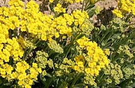 Rinnekilpiruoho (Alyssum montanum)