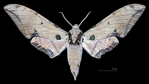 Face dorsal du mâle (coll.MHNT)