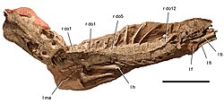 Anatosuchus minor.jpg