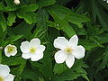 Anemone canadensis