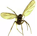 F.-E. Raynal évoque les peines que font endurer aux naufragés les insectes de l'archipel, en particulier les mouches noires ; Anomalomyia guttata de l'île Adams.
