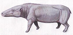 Anthracotherium