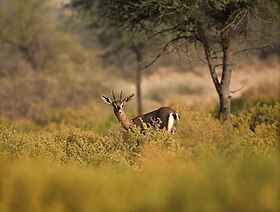 Gazela-árabe na Reserva de Conservação do Deserto Al Marmoom, Dubai, Emirados Árabes