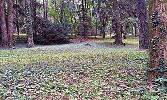 Experimental Arboretums in Vallombrosa