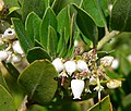 Arctostaphylos tomentosa ssp. insulicola