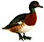 AythyaBaeriKeulemans white background.jpg