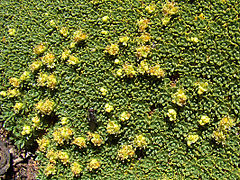 Azorella compacta