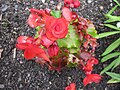 30 Eisbegonie (Begonia semperflorens)