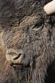 Bison im Zoo Hannover