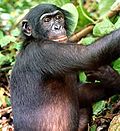 Pienoiskuva sivulle Bonobo