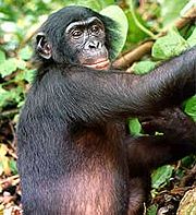 Die Primatenforschung hat viel Erstaunliches über die geistigen Fähigkeiten von Affen herausgefunden.