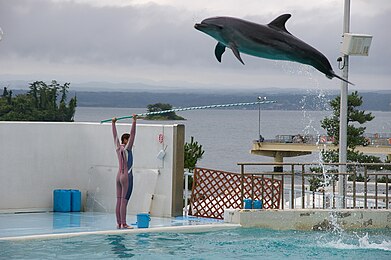 Dolphin Wikipedia