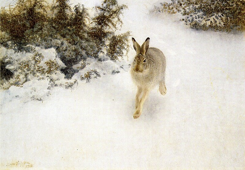 File:Bruno Liljefors - Winter Hare.jpg