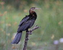 CF2P5226 African Darter Anhinga rufa (15579622995).jpg