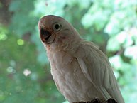 Juvenile Goffin's Cockatoo