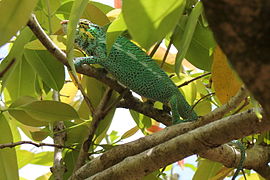 Panterkameleon (Furcifer pardalis)