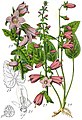 Илустрација на Campanula rapunculoides (десно) од Deutschlands Flora in Abbildunge (1796)