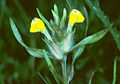 Castilleja campestris se žlutými květy