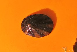 Cellana cylindrica (sur une bouée)