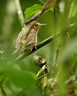 Tiranmiervogel