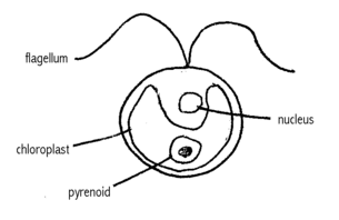Chlamydomonas+diagram+with+labels
