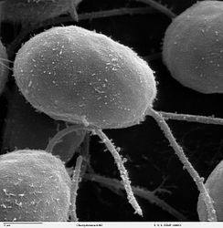 Chlamydomonas(Vergroting: 10.000, SEM)