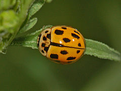 Propylea quatuordecimpunctata variante jaune