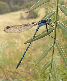 Kéksávos légivadász (Enallagma cyathigerum)