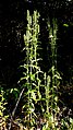 pied de Chelonanthus purpurascens dans la région de Bahia