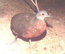 Rudasis tinamas (Crypturellus obsoletus)