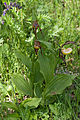 Gelber Frauenschuh (Cypripedium calceolus)